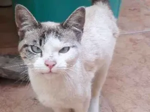 Gato raça  idade 2 a 6 meses nome Cookie