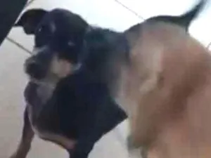 Cachorro raça pinscher idade 6 ou mais anos nome Bia