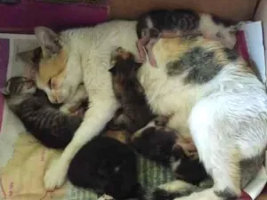 Gato raça SRD idade 2 a 6 meses nome 05