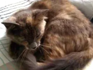 Gato raça Siamês idade 1 ano nome marrom e rajada