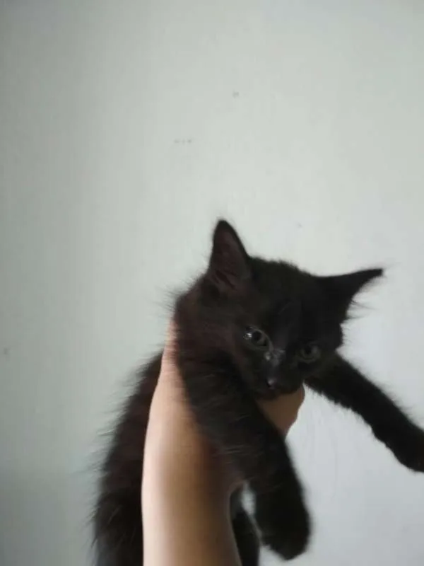 Gato raça Angorá idade Abaixo de 2 meses nome Ariela