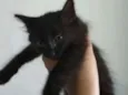 Ariela