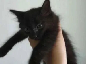 Gato raça Angorá idade Abaixo de 2 meses nome Ariela