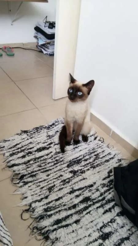 Gato ra a Siamês idade 1 ano nome marrom e rajada