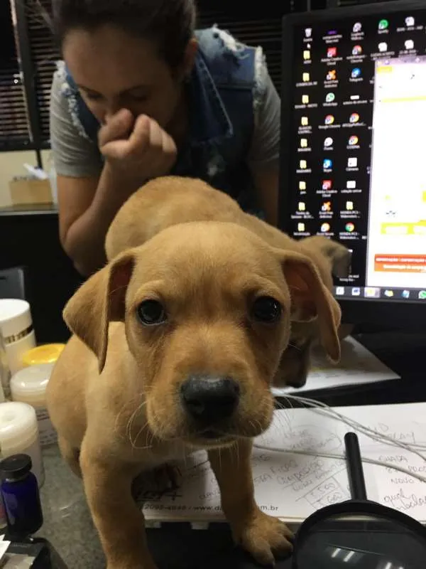 Cachorro ra a Indefinido idade Abaixo de 2 meses nome Quitaúna e Peralta