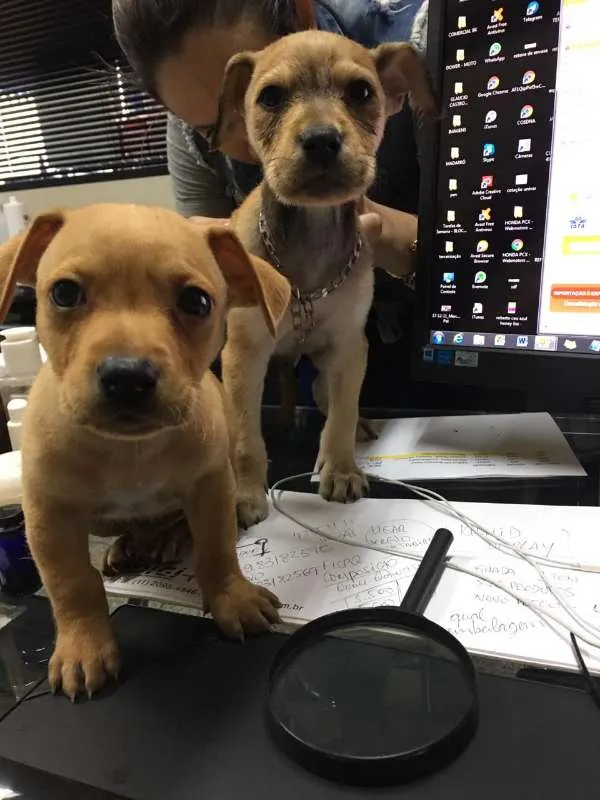 Cachorro ra a Indefinido idade Abaixo de 2 meses nome Quitaúna e Peralta