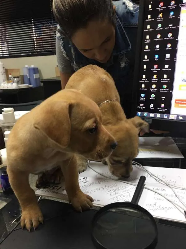 Cachorro ra a Indefinido idade Abaixo de 2 meses nome Quitaúna e Peralta