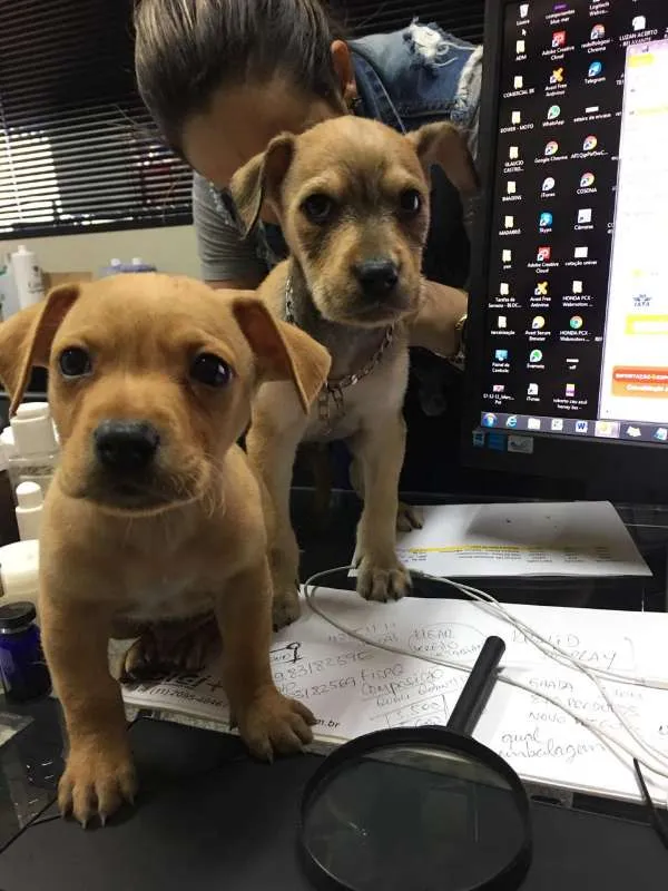 Cachorro ra a Indefinido idade Abaixo de 2 meses nome Quitaúna e Peralta