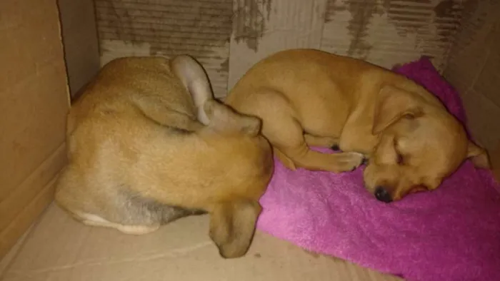 Cachorro ra a Indefinido idade Abaixo de 2 meses nome Quitaúna e Peralta