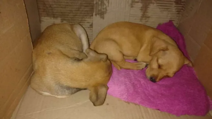 Cachorro ra a Indefinido idade Abaixo de 2 meses nome Quitaúna e Peralta