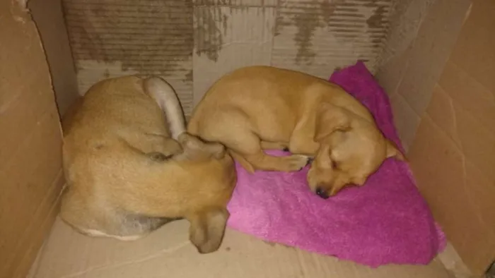 Cachorro ra a Indefinido idade Abaixo de 2 meses nome Quitaúna e Peralta