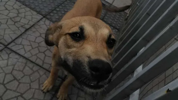 Cachorro ra a Viralatinha idade 2 a 6 meses nome Nicole