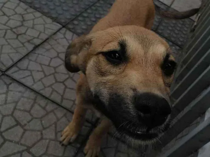 Cachorro ra a Viralatinha idade 2 a 6 meses nome Nicole