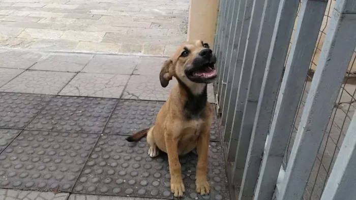 Cachorro ra a Viralatinha idade 2 a 6 meses nome Nicole