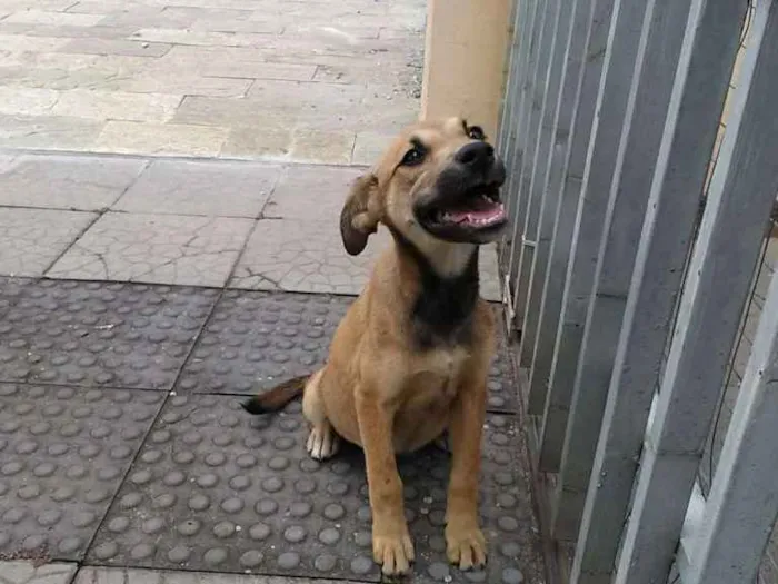 Cachorro ra a Viralatinha idade 2 a 6 meses nome Nicole