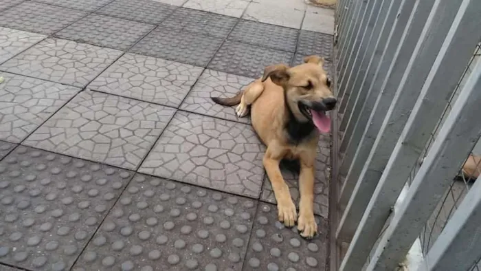 Cachorro ra a Viralatinha idade 2 a 6 meses nome Nicole