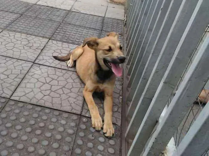 Cachorro ra a Viralatinha idade 2 a 6 meses nome Nicole