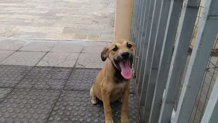 Cachorro ra a Viralatinha idade 2 a 6 meses nome Nicole
