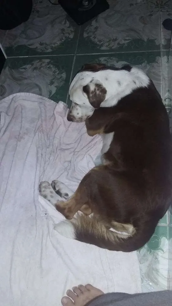 Cachorro ra a Labrador  idade 1 ano nome Lost