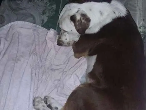 Cachorro ra a Labrador  idade 1 ano nome Lost