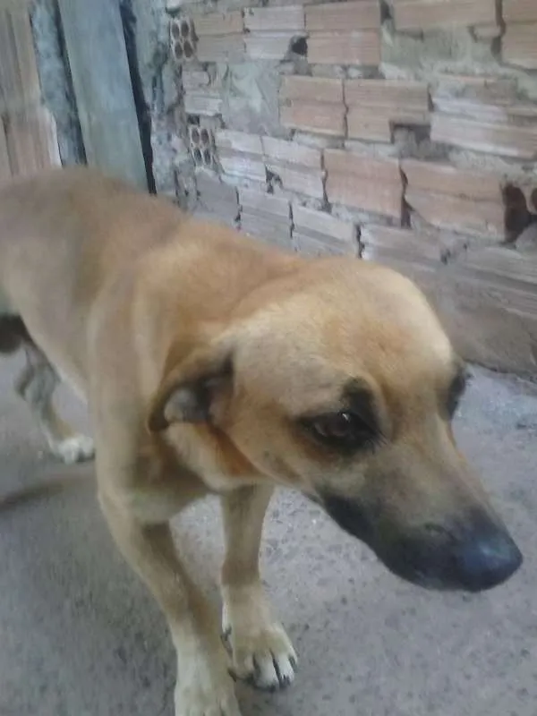 Cachorro ra a salsichina mestiço idade 2 anos nome pluto