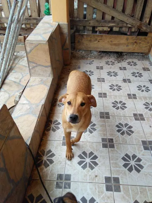 Cachorro ra a Sem raça idade Abaixo de 2 meses nome Sem nome