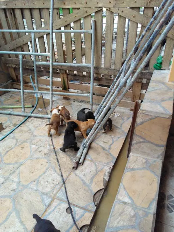 Cachorro ra a Sem raça idade Abaixo de 2 meses nome Sem nome