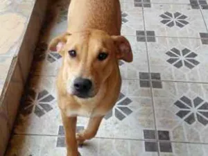 Cachorro raça Sem raça idade Abaixo de 2 meses nome Sem nome
