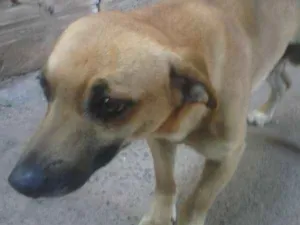 Cachorro raça salsichina mestiço idade 2 anos nome pluto