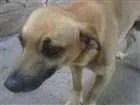 Cachorro raça salsichina mestiço idade 2 anos nome pluto