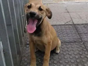 Cachorro raça Viralatinha idade 2 a 6 meses nome Nicole