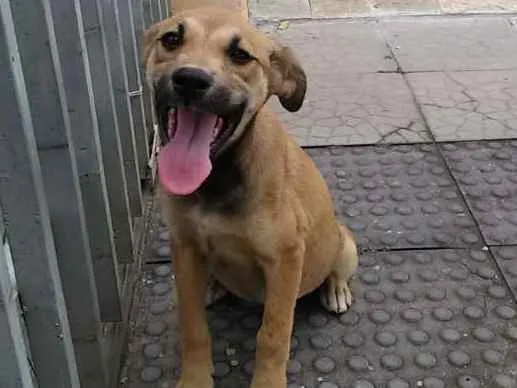 Cachorro ra a Viralatinha idade 2 a 6 meses nome Nicole