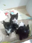 Gatinhos