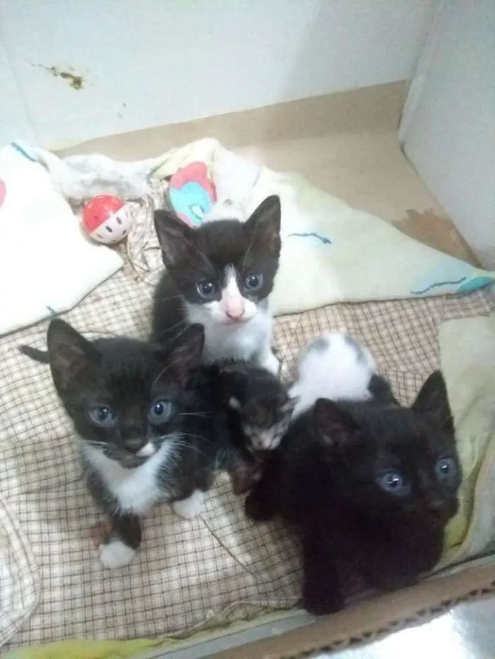 Gato raça Sem raça definida idade Abaixo de 2 meses nome Gatinhos