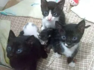 Gato raça Sem raça definida idade Abaixo de 2 meses nome Gatinhos
