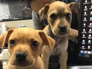 Cachorro raça Indefinido idade Abaixo de 2 meses nome Quitaúna e Peralta