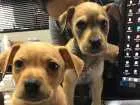 Cachorro raça Indefinido idade Abaixo de 2 meses nome Quitaúna e Peralta
