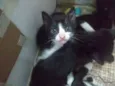 Gatinhos