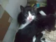 Gatinhos