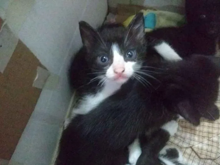 Gato raça Sem raça definida idade Abaixo de 2 meses nome Gatinhos