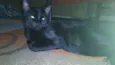 Amora