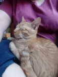Aslan