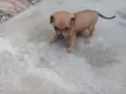 Pinguinho