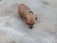 Pinguinho