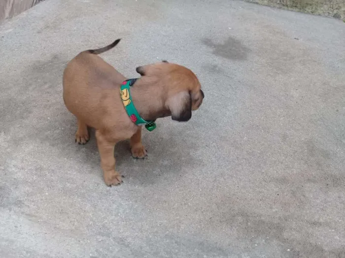 Cachorro ra a Pinscher idade Abaixo de 2 meses nome Pinguinho