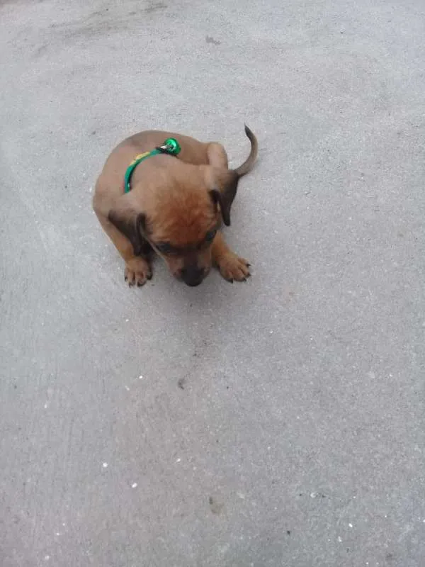 Cachorro ra a Pinscher idade Abaixo de 2 meses nome Pinguinho