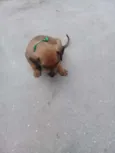 Pinguinho