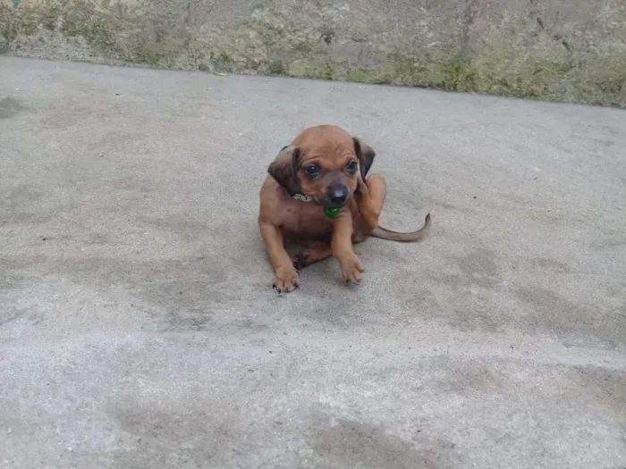 Cachorro ra a Pinscher idade Abaixo de 2 meses nome Pinguinho