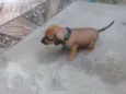 Pinguinho