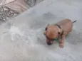 Pinguinho